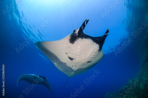 Multiple large Oceanic Manta Rays (Manta birostris) in a clear blue water over a tropical coral reef