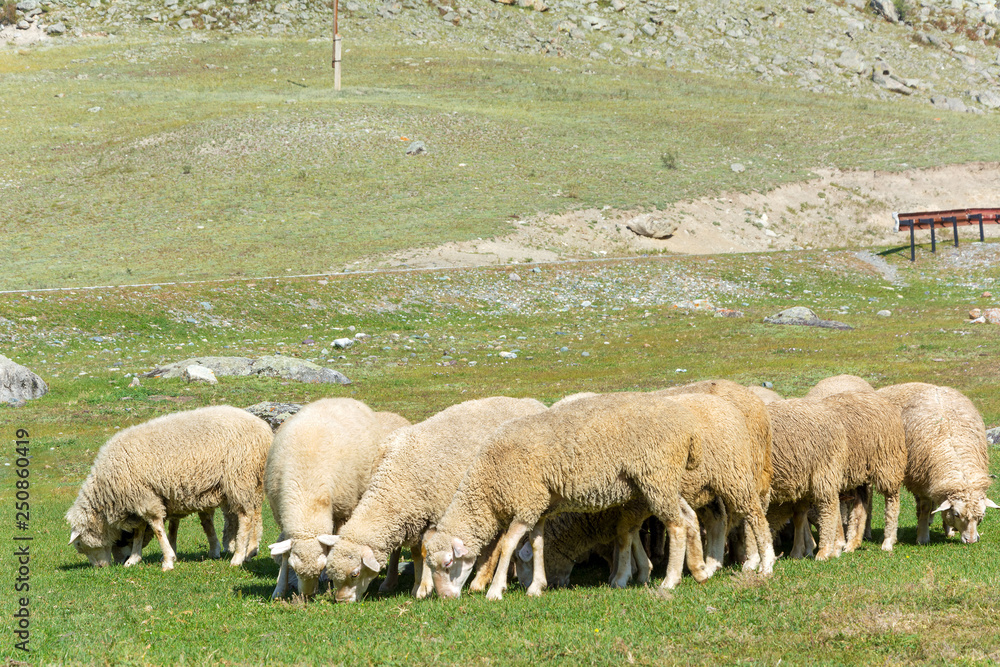 Fototapeta premium Herd of sheep grazing