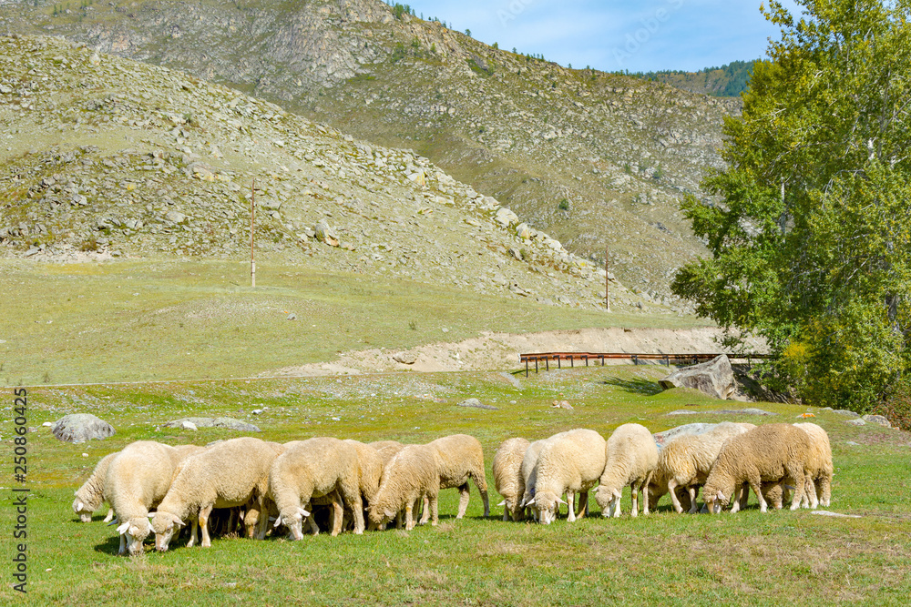 Herd of sheep grazing