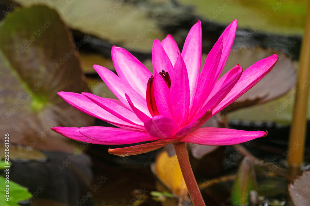 Lotosblume blühend