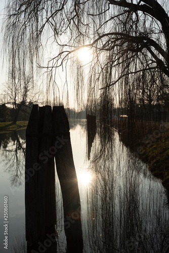 Weeping willows on the rive...