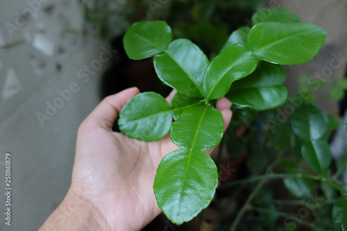 The fresh Kaffir lime leaves on hand
