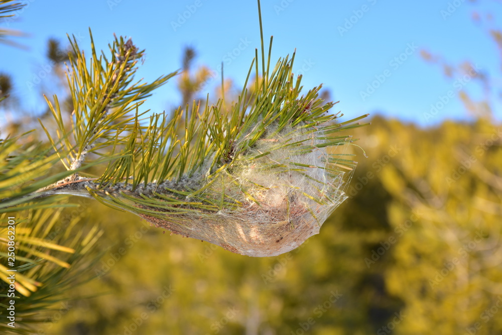 Nido di processionaria. Un parassita che può risultare molto pericoloso per la sopravvivenza di varie specie arboree. La processionaria è un lepidottero appartenente alla famiglia Notodontidae