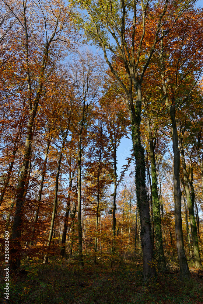 Obraz premium Herbstwald bei Ratingen, NRW, Deutschland