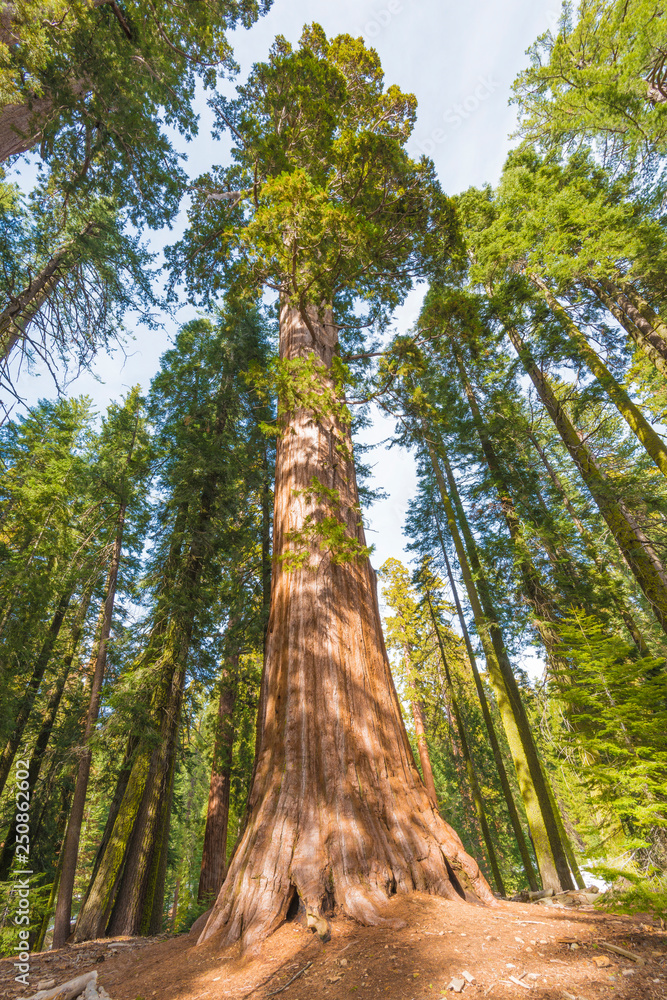 Fototapeta premium Giant Sequoia Tree