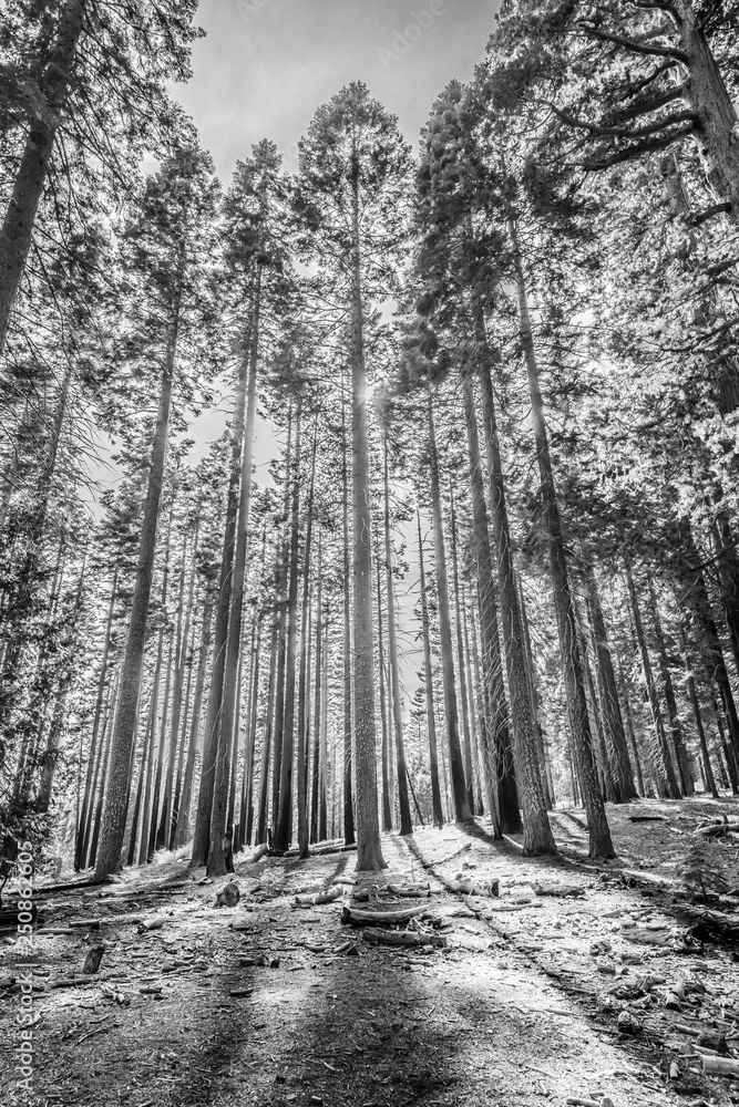 Fototapeta premium Ponderosa Pines Backlit