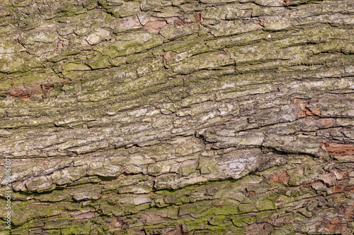 Relief winding texture of oak bark with green lichen