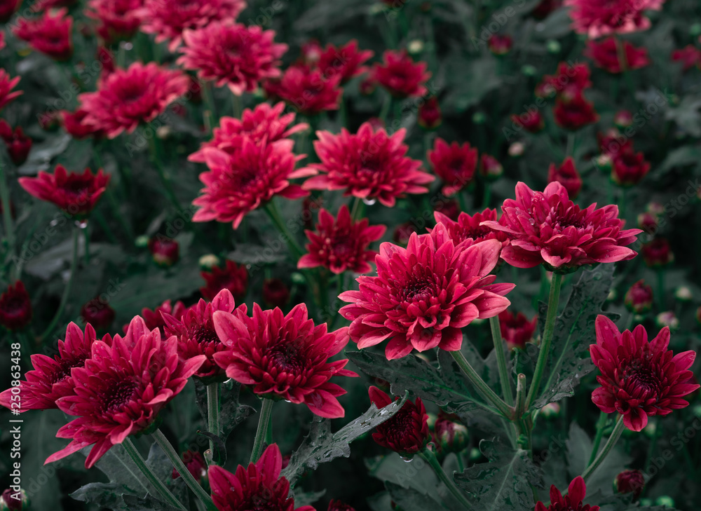 Close up of a field of vivid red romantic Chrysanthemum flowers in full bloom Close up of a field of vivid red romantic Chrysanthemum flowers in full bloom