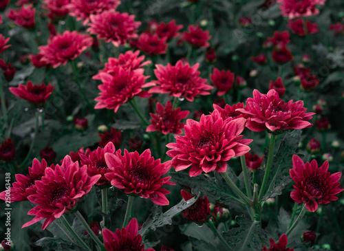 Close up of a field of vivid red romantic Chrysanthemum flowers in full bloom