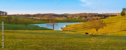 Cows in a Field with Small Lake