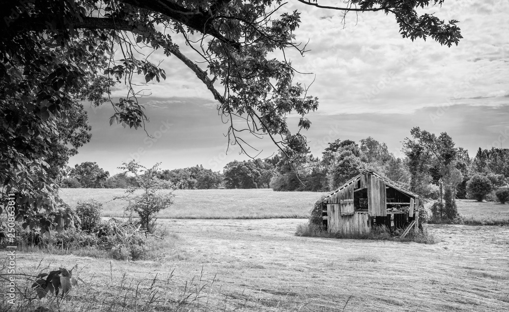 Old Barn in a Hayfield