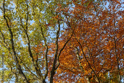 Blick in eine herbstliche Baumkrone einer Rotbuche, Ratingen, NRW, Deutschland