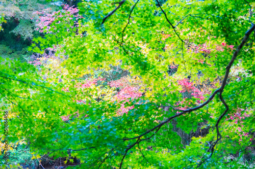 colorful trees in autumn