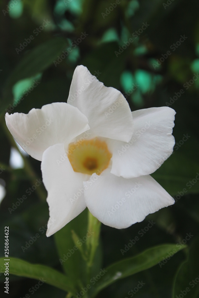 Obraz premium Close-up flowers