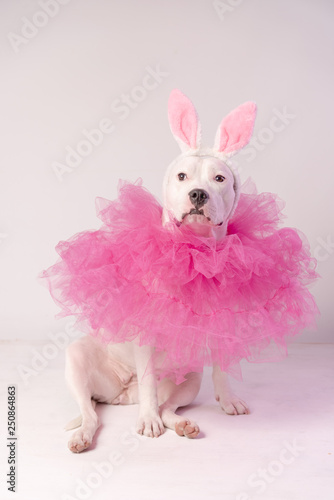 Portrait of white staffordshire dog with pink rabbit ears and pink collars sitting on white background. Easter concept