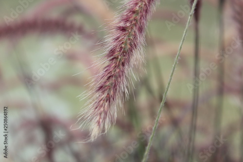 Close-up flowers