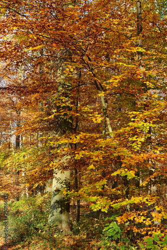Herbstwald bei Ratingen, NRW, Deutschland © sailer