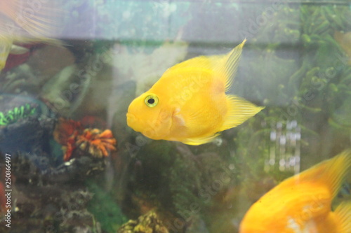 Lovely Animal