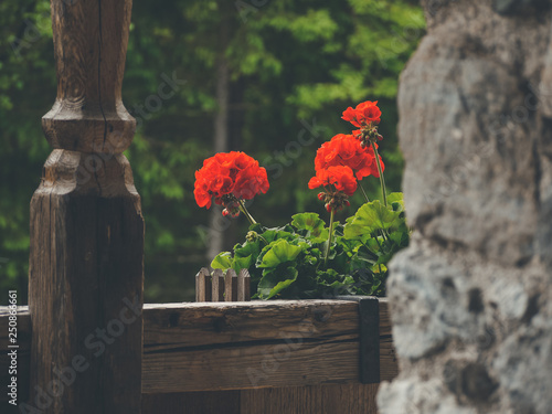 pelargonium in belcony box photo