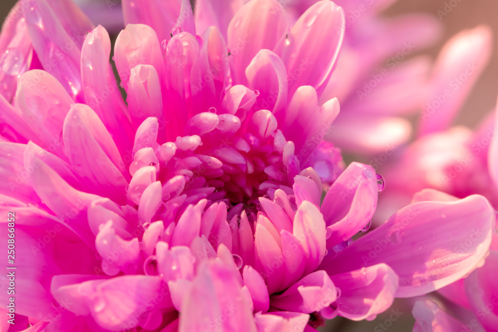 Pink chrysanthemum petals and drops of water