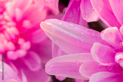 Pink chrysanthemum petals and drops of water