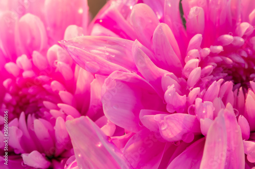 Pink chrysanthemum petals and drops of water