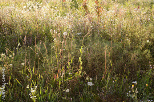 Beautiful backround of summer grases in the field photo