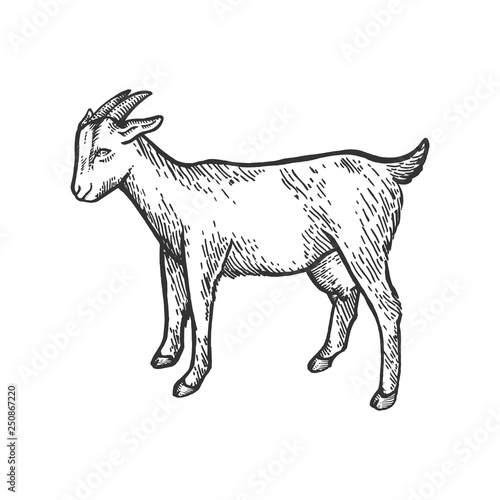 Goat farm animal sketch engraving vector illustration. Scratch board style imitation. Black and white hand drawn image.