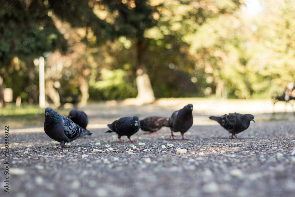 Obraz premium Pigeons eating crumbs