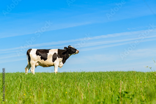 cows graze on a green field in sunny weather, layout with space for text photo