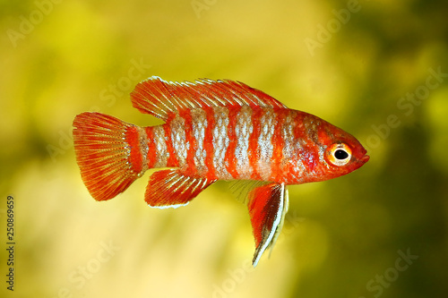 Φωτογραφία Scarlet badis badis percoid aquarium fish Dario Dario - Image