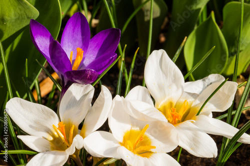 White and purple flowering spring crocuses