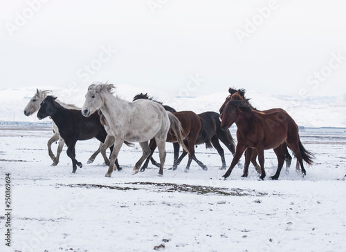 roaming wild on the snow. Wild horse gang © dolkan