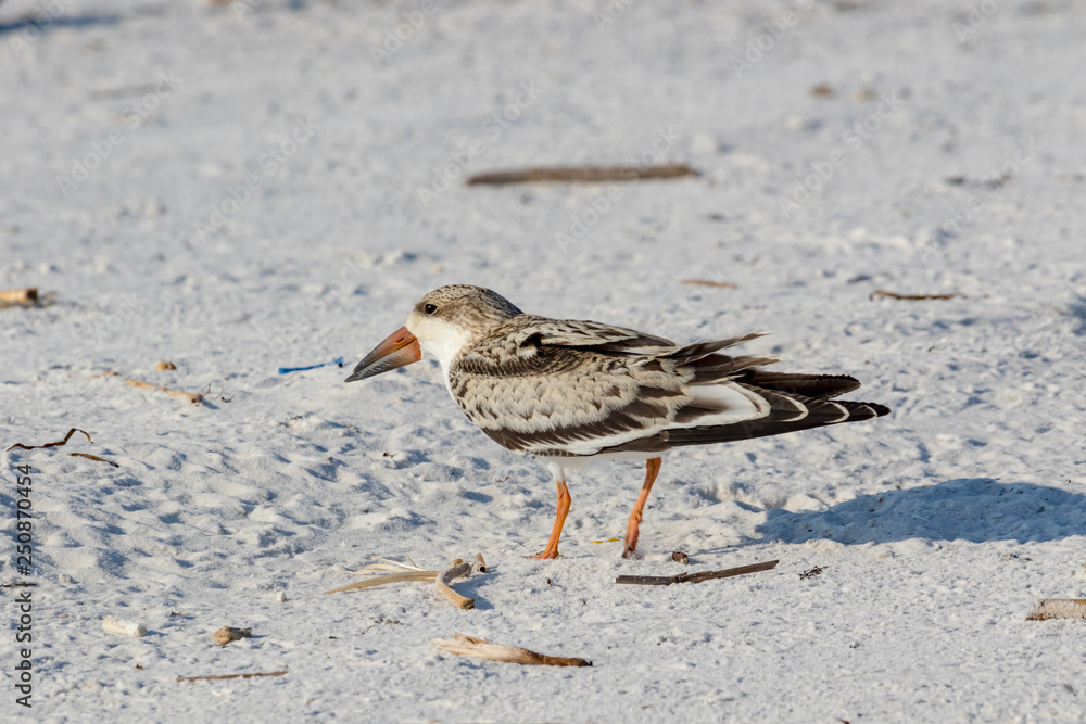Black skimmer (Rynchops niger) Pensacola, Florida, USA. Black skimmer (Rynchops niger) Pensacola, Florida, USA.
