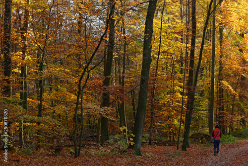Spaziergang durch den herbstlichen Wald, Ratingen, NRW, Deutschland