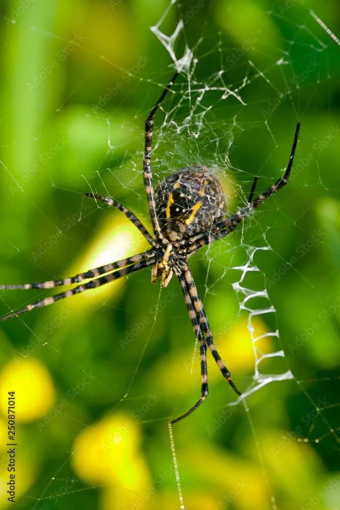 Spider, Argiope bruennichi Spider, Argiope bruennichi