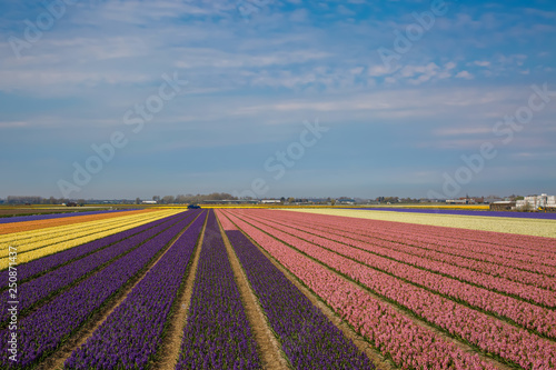 Blumenfeld in Holland mit weissen  lila  und rosa farbenen Hyazinthen
