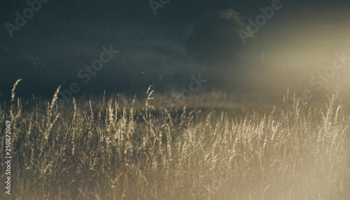 Foto Cornfield