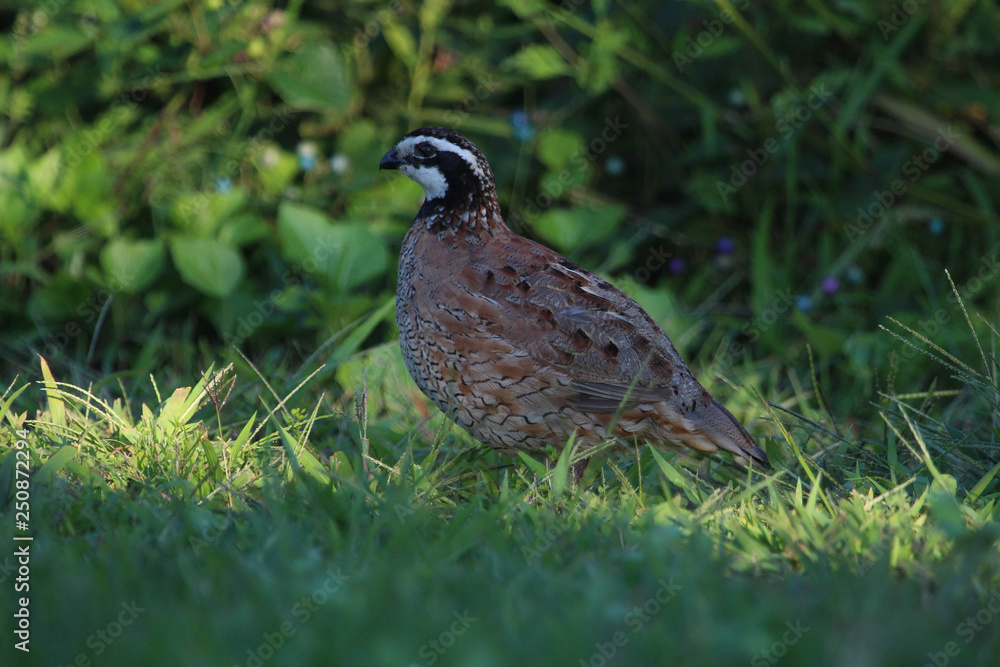 Bobwhite Bobwhite