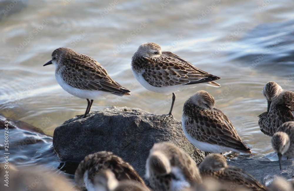 Seimpalmated Sandpipers Seimpalmated Sandpipers