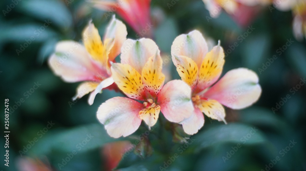 The beautiful white pink yellow blossom flower. 