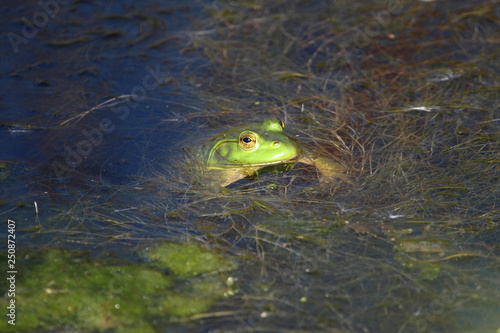 Frog © Robert Ulph