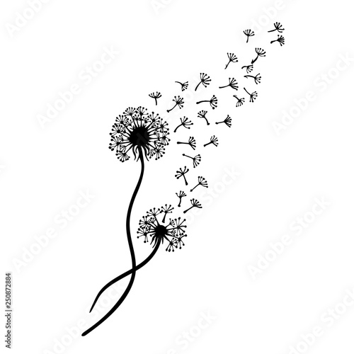 Dandelion flower, blowball, Taraxacum