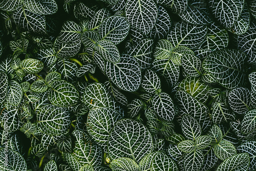 Nerve plant, Scientific name: Fittonia verschaffeltii Lem., Macro shot