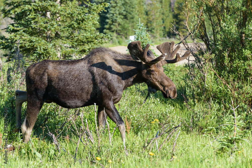 Shiras Moose in Colorado. Shiras are the smallest species of Moose in North America Shiras Moose in Colorado. Shiras are the smallest species of Moose in North America