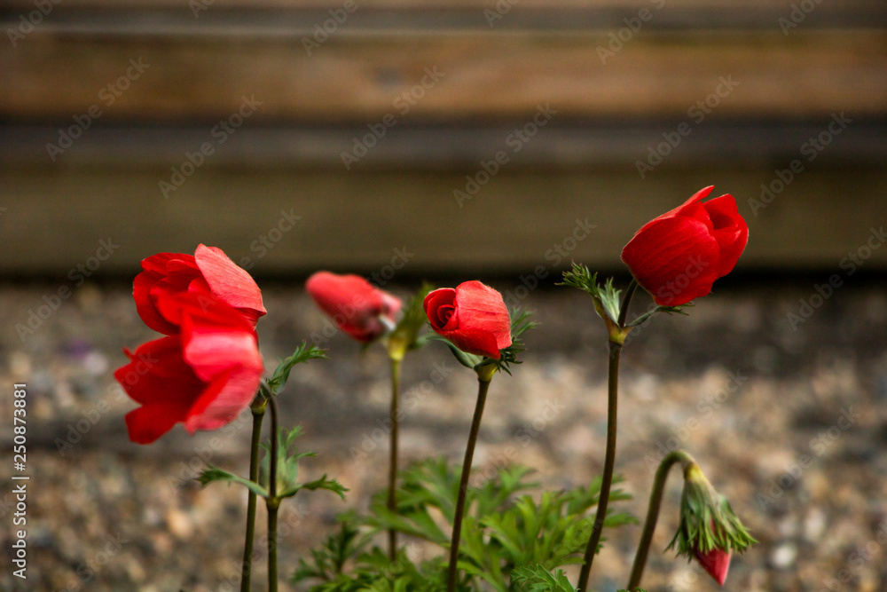 Obraz premium Anemone Coronaria – Tacli Dag Lalesi