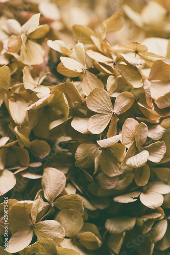 Dried hydrangea flower