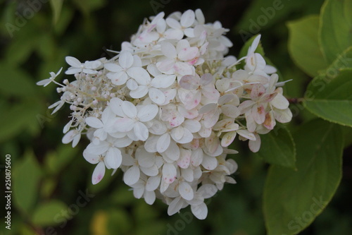 flowers of cherry tree