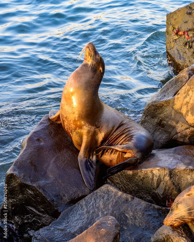 Fototapeta premium Sea Lion2