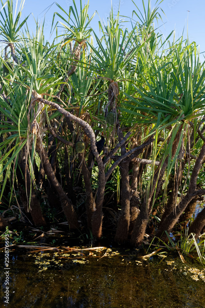 Wężówka australijska (anhinga novaehollandiae) na drzewie chlebowca (Yellow Water, Park Narodowy Kakadu, NT, Australia) - obrazy, fototapety, plakaty 